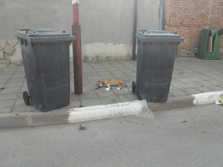 Изверг отрови беззащитно куче