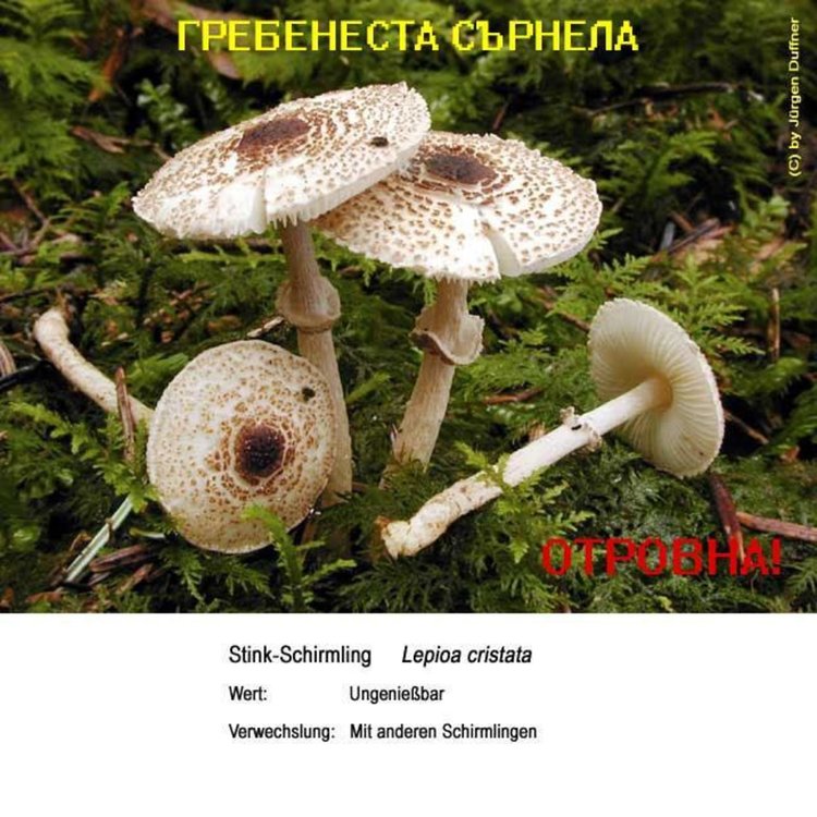 Мъж почина след натравяне с отровен двойник на Сърнела, жената още е в болницата в Смолян