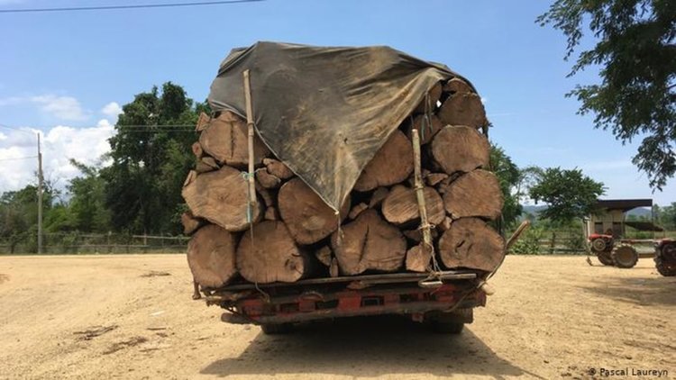 Отсеченото дърво е в чинията Ви