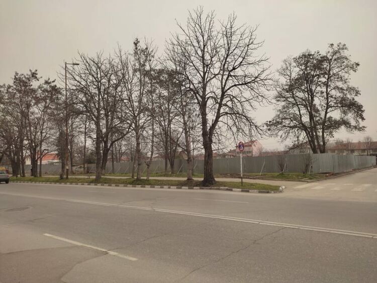 Община Асеновград санкционира бизнесмена, отрязал дървета в градинката до жп гарата 
