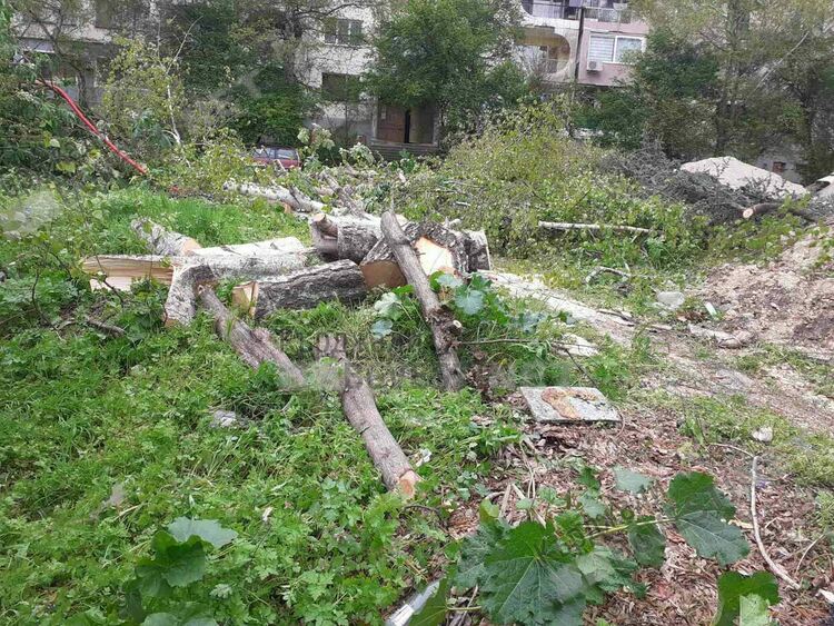 Отново посегнаха на дървета до 20-ти блок във „Възрожденци”