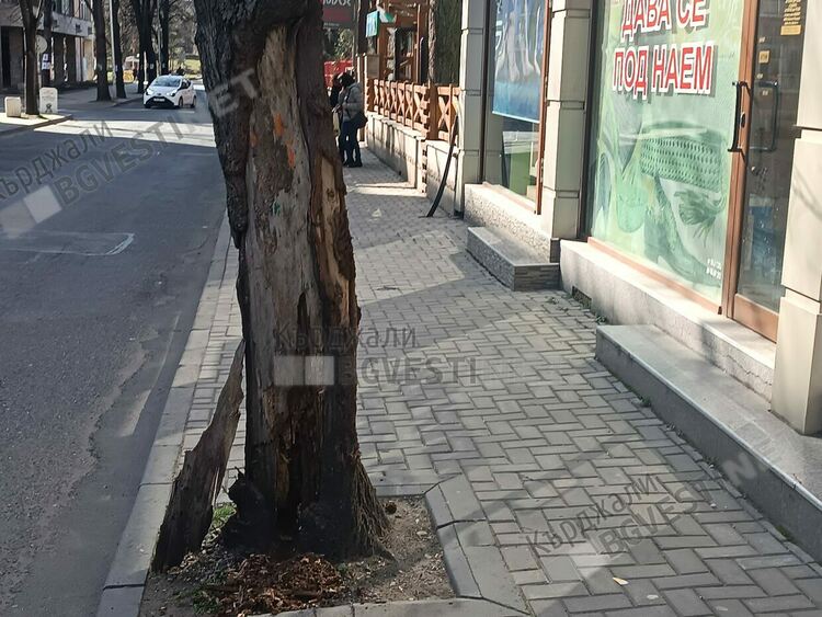 Дърво на оживена улица в Кърджали е опасно, всеки момент може да се пречупи