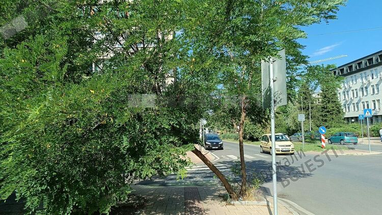 Отсякоха опасно дърво след сигнал на Кърджали бг вести