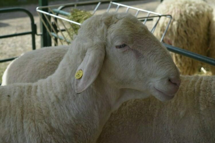 Шарката по овцете засегна и Конуш