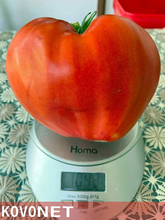 В Конуш наградиха топ земеделци, отгледали най-големите домати в селото