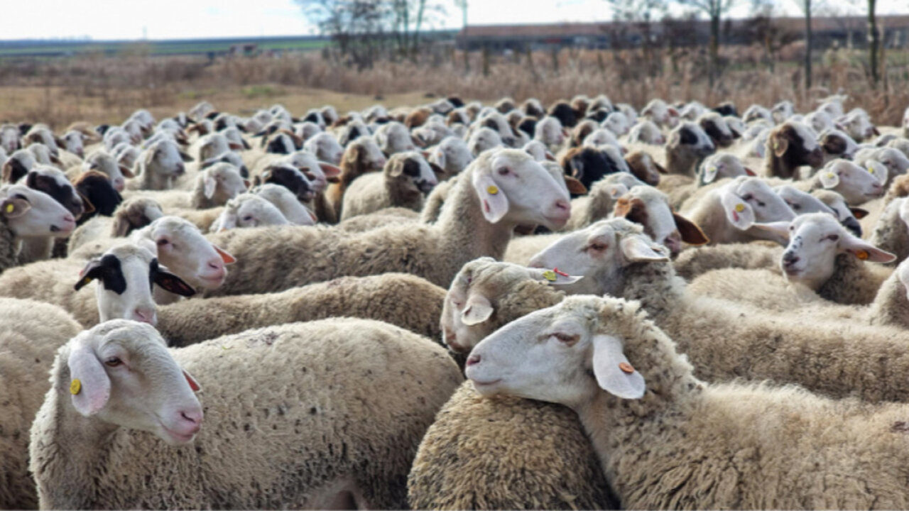 Шарка по овцете пламна в кърджалийското село Миладиново
