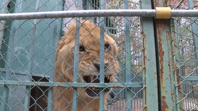 Лъвът Григор и маймуната Виктор са новите обитатели на зоопарка в Хасково