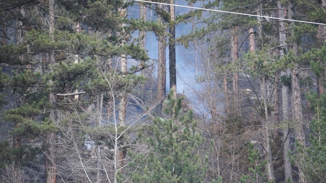 Пожар изпепели 25 дка борова гора в смолянско