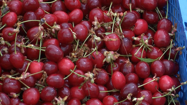 От 6 до 8 лв. за килограм череши край с. Крепост