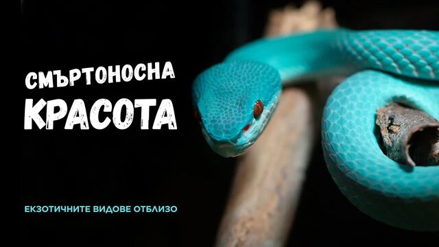 Най-екзотичните ОТРОВНИ ЗМИИ в България! | Красиви и опасни!